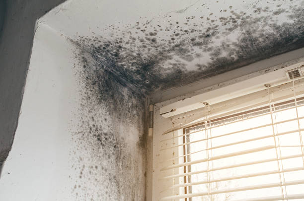 Affordable Mold Cleanup solutions in Lawrence, MA
